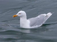 MG 9292c  Glaucous Gull (Larus hyperboreus) - adult